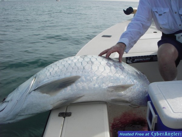 !/2 Tarpon