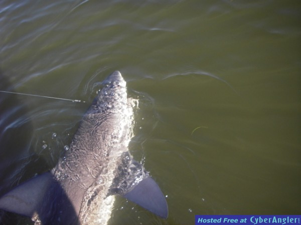 Bull Shark