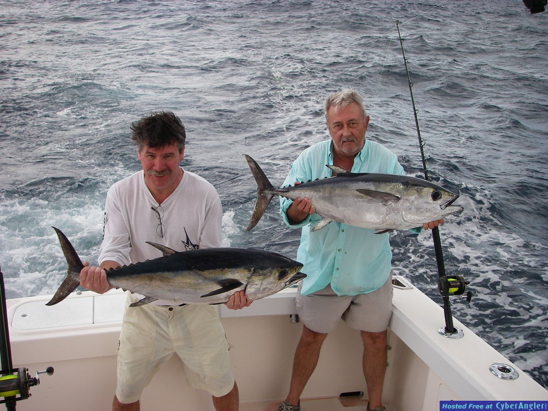 Sailfish,Dolphin &amp; Tuna