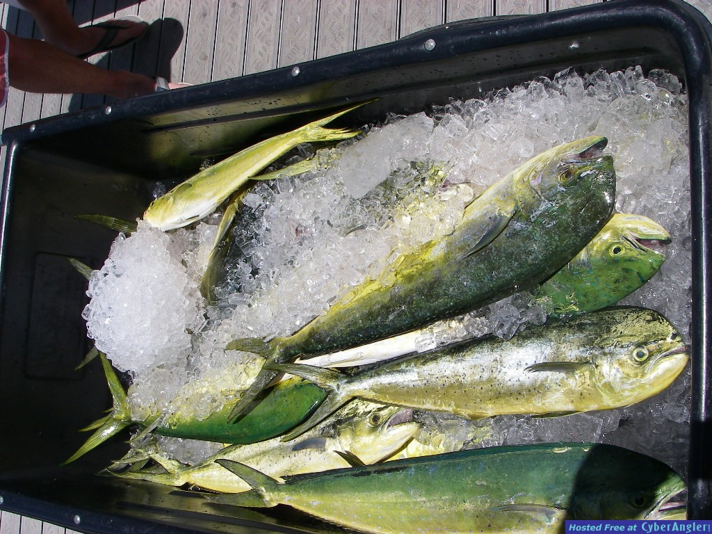 Sailfish,Dolphin &amp; Tuna