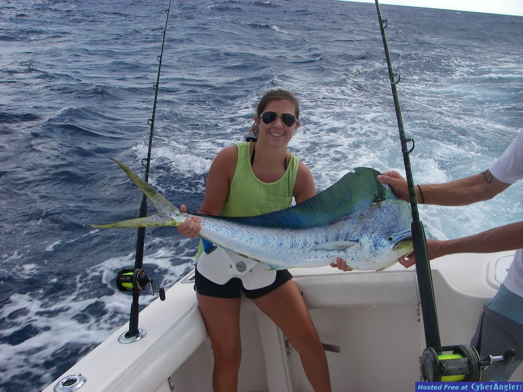Sailfish,Dolphin &amp; Tuna