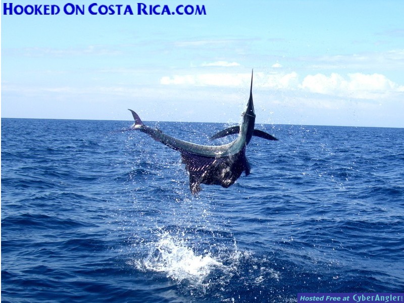 Costa Rica Sailfish has huge Air-Gasm