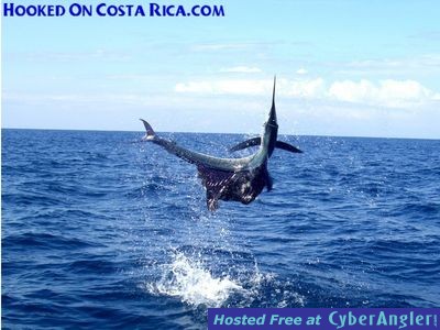 Costa Rica Sailfish has huge Air-Gasm