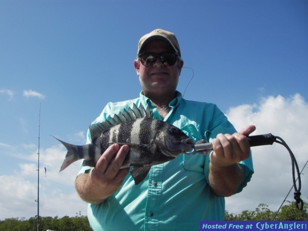 GV Sheepshead on DOA Shrimp