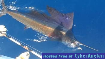 sailfish_s