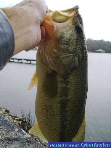 Big, Lay lake Al. largemouth bass!