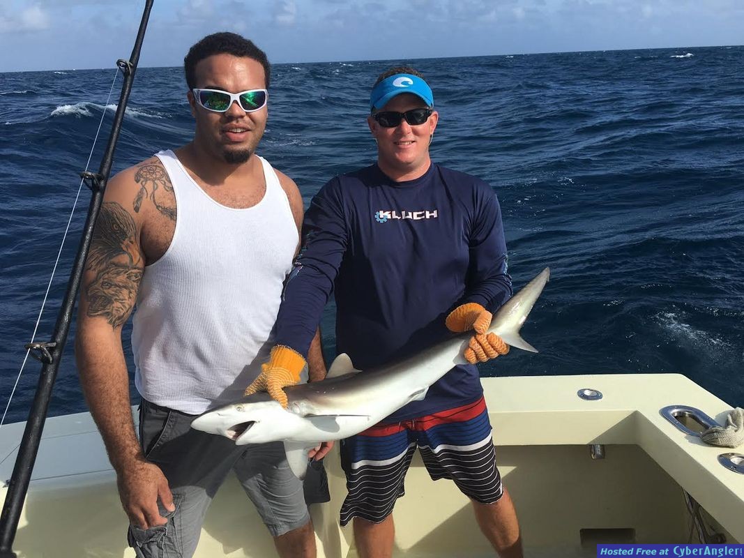 Silky Shark