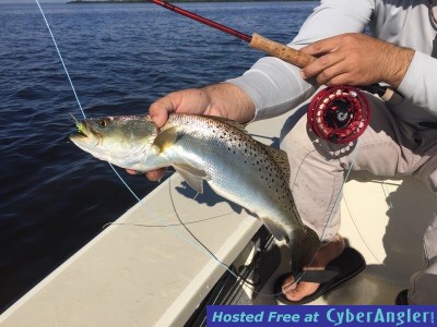 Tampa fly fishing trout
