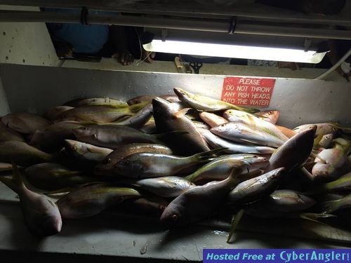 Yellowtail snappers