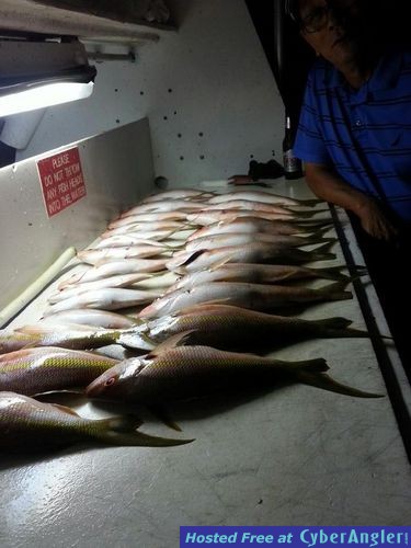 Yellowtail snappers lined up