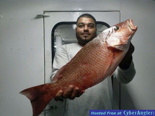 Big mangrove snapper caught at night