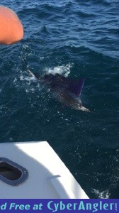 Fort Lauderdale fishing charters update