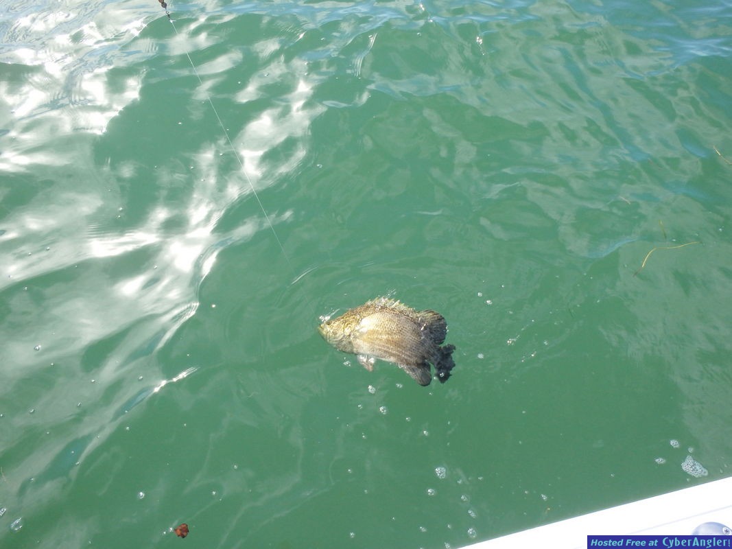 North_Bay_tripletail_2