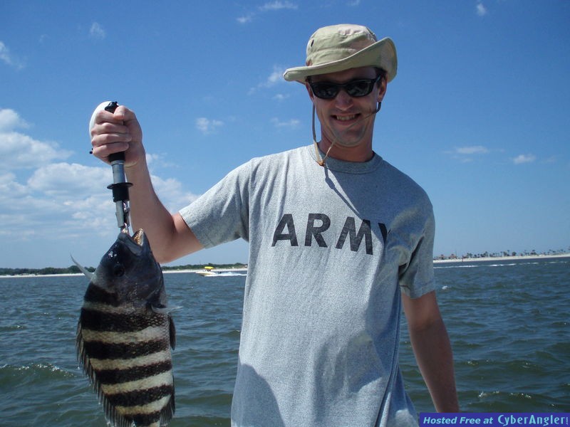 sheephead