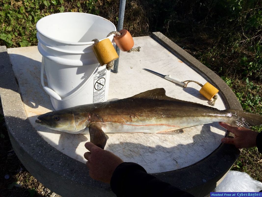 Fishing Charters Tampa Florida