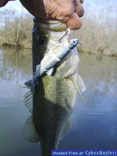 Alabama Swim Bait Bass at Lay lake!