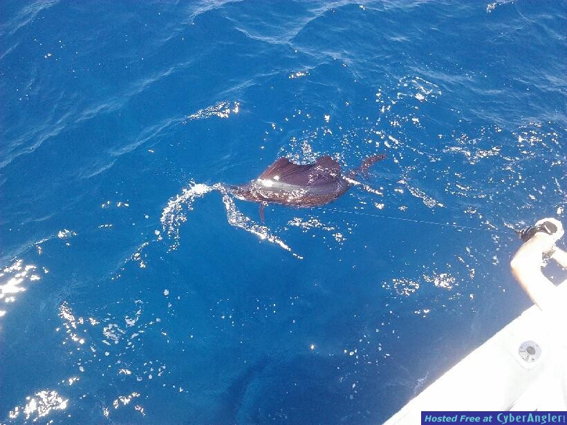 sailfish_tom1