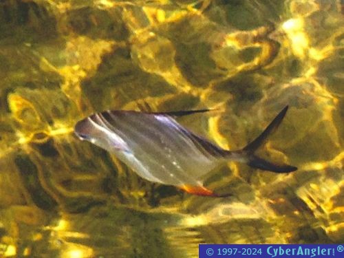 Click to Enlarge Photo