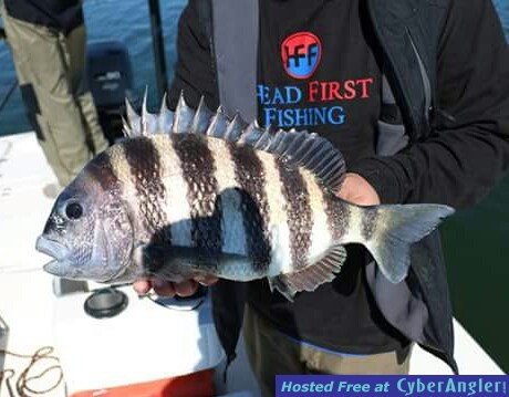 Sheepshead