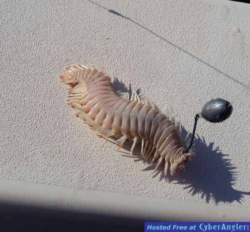 Reef Worm