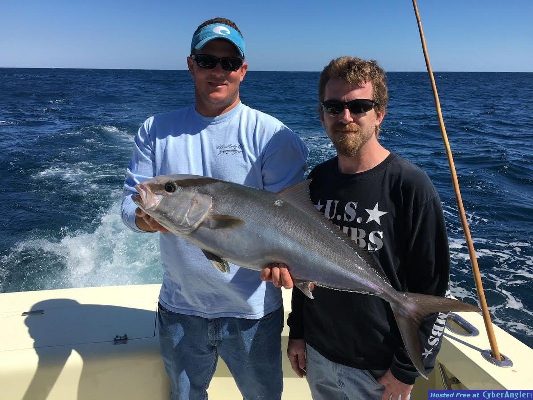 Amberjacks