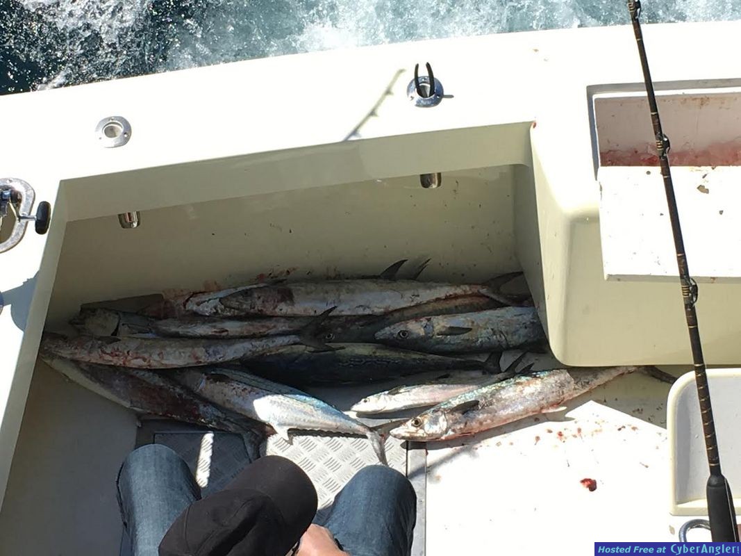 Box Full Of fish