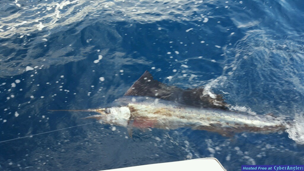 Deep Sea fishing Ft. Lauderdale