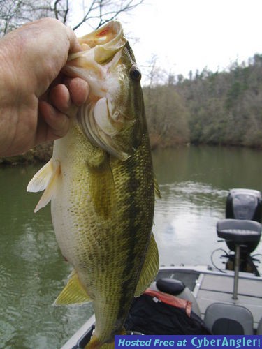 Lay lake largemouth bass!