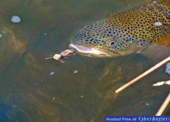 eat
