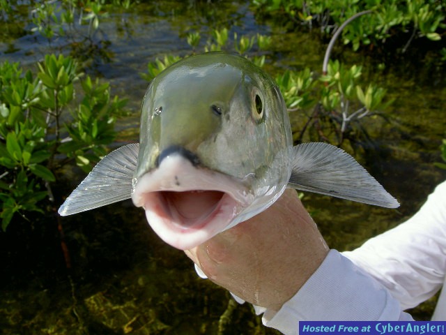 Key Largo Bonefish!