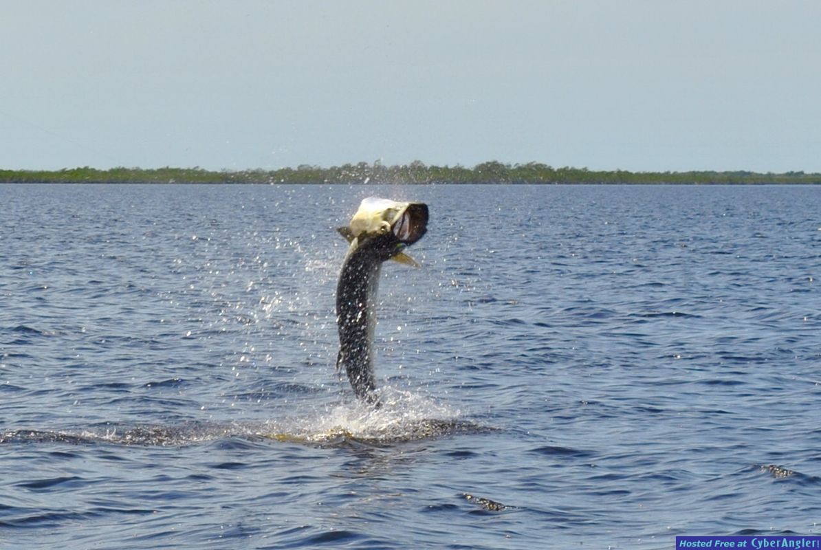 Jumping_tarpon1