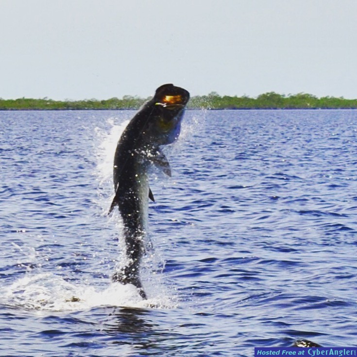 tarpon_13