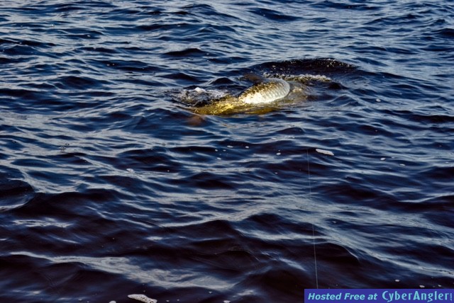 tarpon_release2