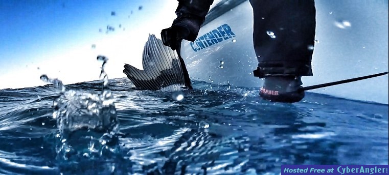 Sailfish on Contender