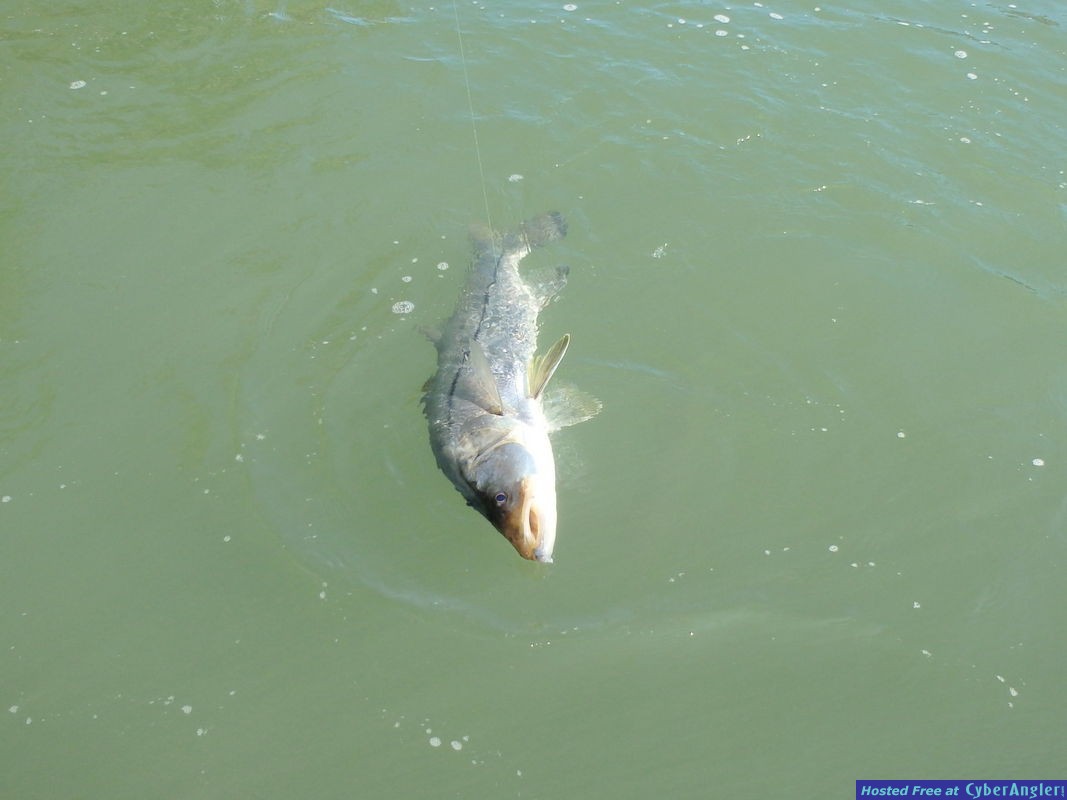 Click to Enlarge Photo