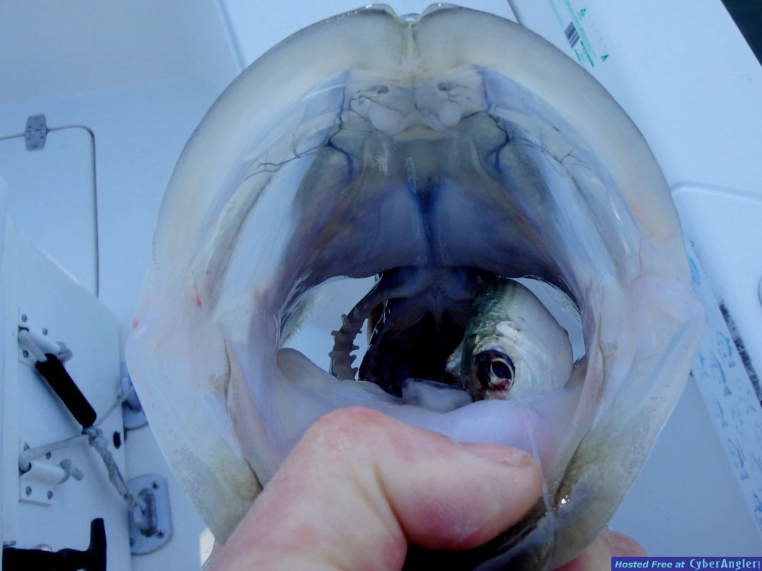 Click to Enlarge Photo