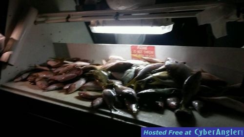 Table full of yellowtails and mangroves on our night trip