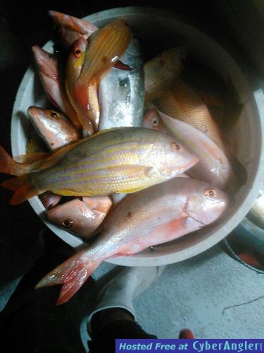 Bucket of snappers