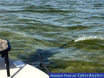 Bull Shark bumpin the skiff