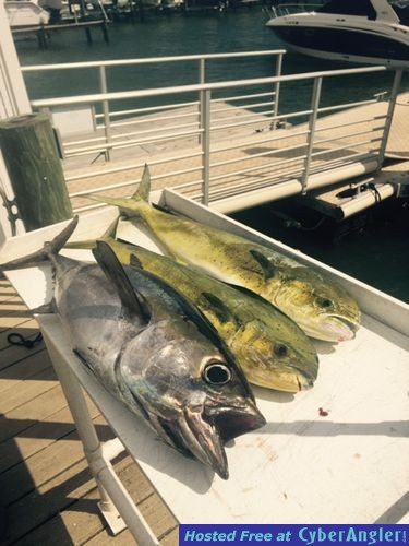 Mixed bag off the Kite