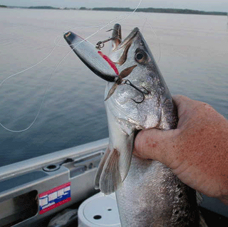 www.captdaves.com