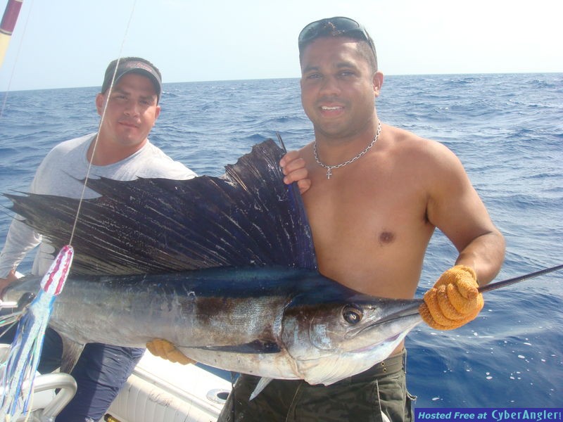 Big Sailfish