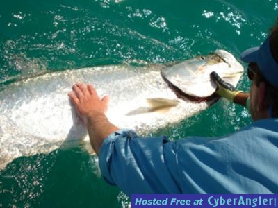 Boca Grande Tarpon