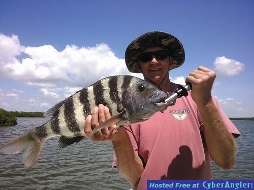 Big Sheepshead