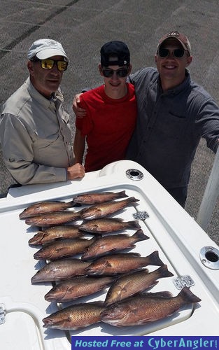 Gray Snapper