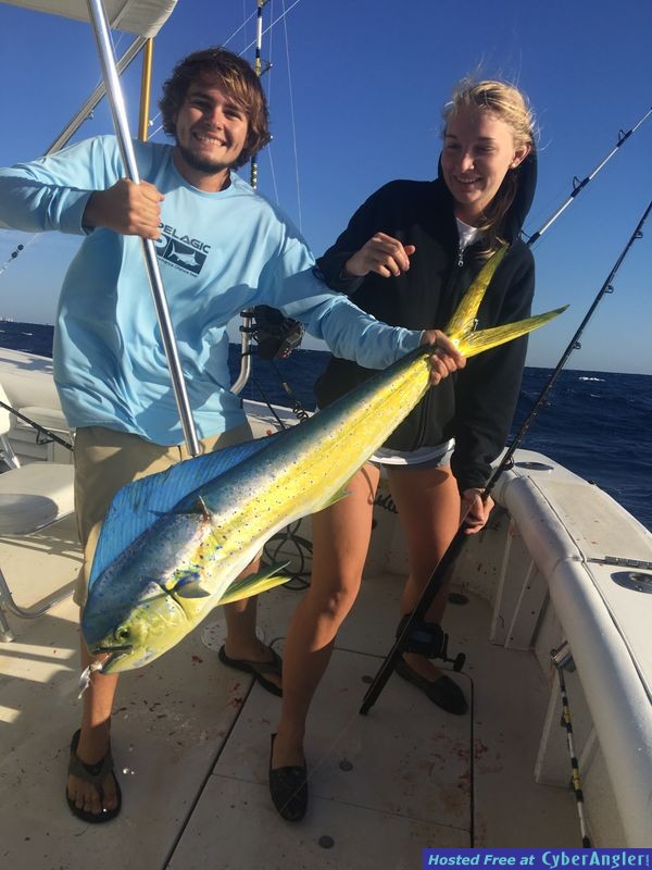 mahi-mahi just caught sportfishing