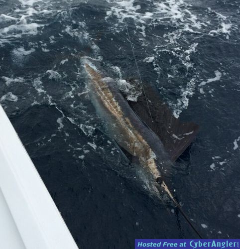 Deep Sea fishing in Ft. Lauderdale