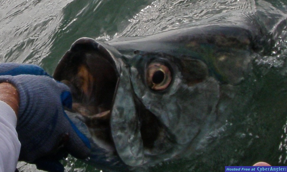 TARPON_KEY_WEST_charters_fishing_lower_keys