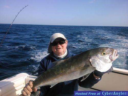 Amberjack