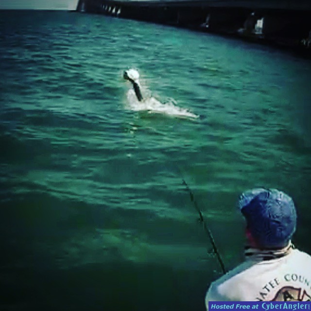 Tarpon